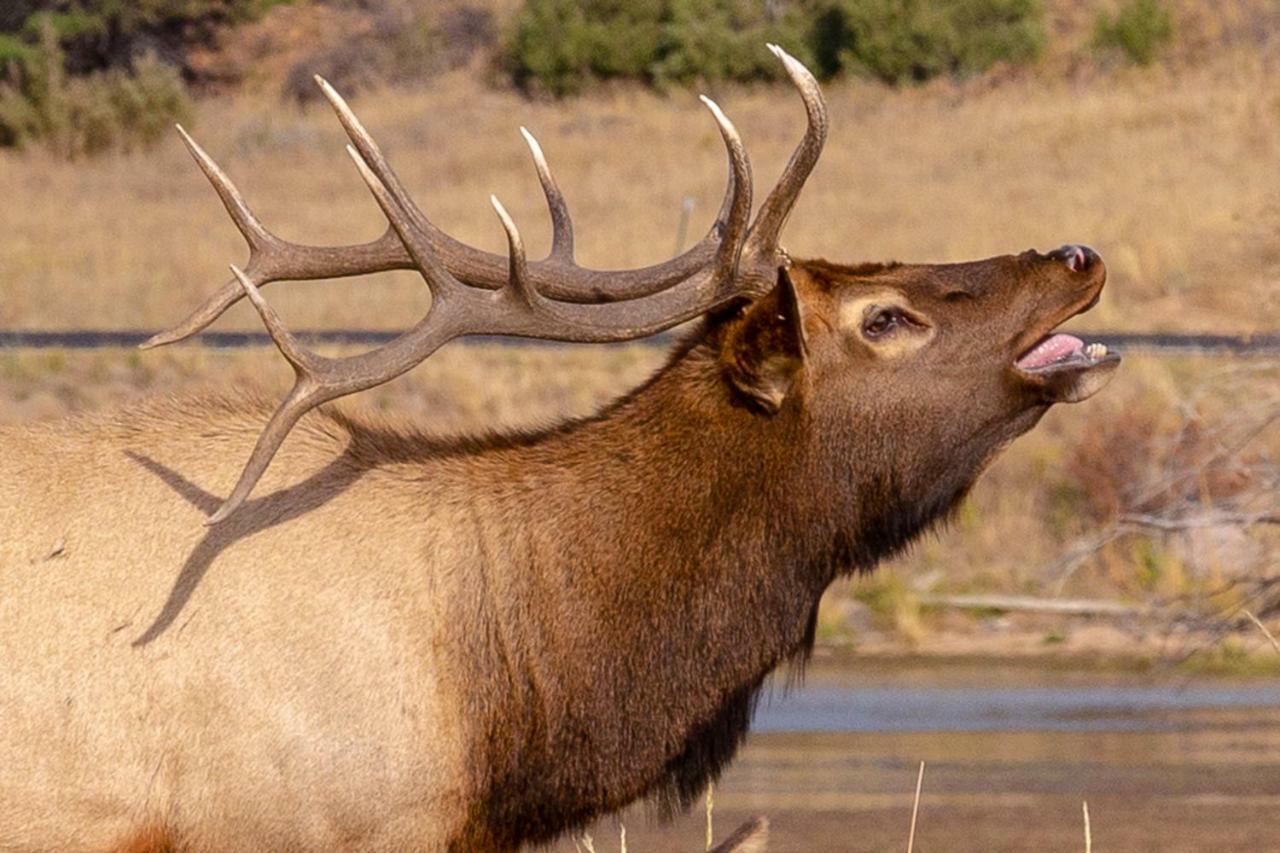 Villa Great Outdoors - Permit #3428 Estes Park Exterior foto